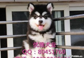 阿拉斯加犬幼犬 酒红色 包健康 包纯种可签协议 - 桂林28生活网 www.28life.net