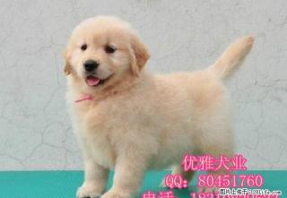 金毛幼犬 公母均有可随时视频 多只挑选 - 桂林28生活网 www.28life.net