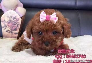 出售泰迪,泰迪幼犬,超小卡哇伊泰迪犬,包纯种签协议 - 桂林28生活网 www.28life.net