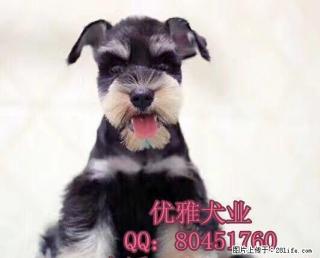 纯种雪纳瑞 雪纳瑞多少钱一只 保健康 保纯种 - 桂林28生活网 www.28life.net