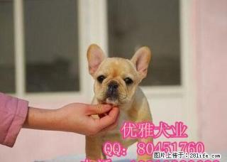 斗牛犬多少钱斗牛犬价格斗牛犬图片 - 桂林28生活网 www.28life.net
