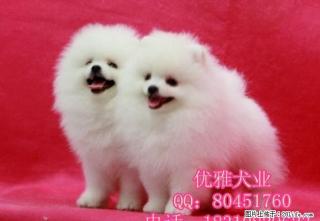 北京哪有博美幼犬出售 哈多利球体博美 - 桂林28生活网 www.28life.net