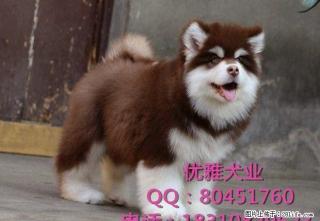 北京纯种阿拉斯加犬多少钱 巨型阿拉斯加 狗场直销 签质保协议 - 桂林28生活网 www.28life.net