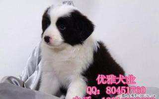 边境牧羊犬 黑白边牧价格 打完疫苗带证书 - 桂林28生活网 www.28life.net