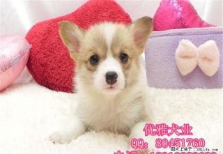 柯基犬多少钱柯基犬价格柯基犬图片 - 桂林28生活网 www.28life.net
