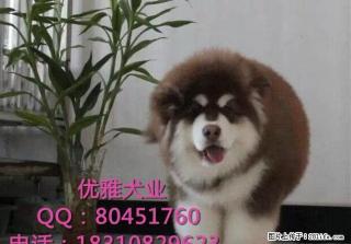 巨型阿拉斯加 熊版阿拉斯加 可签活体协议 保纯保健康 - 桂林28生活网 www.28life.net