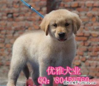 黄金色金毛犬 赛级金毛 打完疫苗带证书芯片 可签协议 - 桂林28生活网 www.28life.net