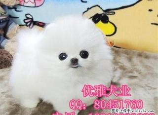 出售纯种哈多利博美幼犬 北京博美多少钱 - 桂林28生活网 www.28life.net