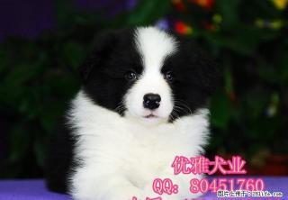 北京边牧 精品边境牧羊犬出售 公母多只可挑选 - 桂林28生活网 www.28life.net