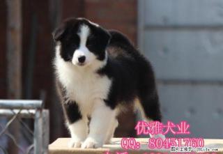 北京边牧 精品边境牧羊犬出售 公母多只可挑选 - 桂林28生活网 www.28life.net