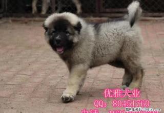 纯种高加索幼犬 健康保证 巨型高加索幼犬 - 桂林28生活网 www.28life.net