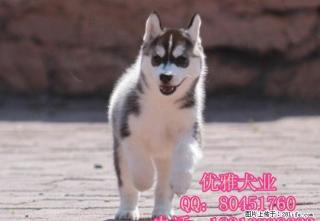 赛级哈士奇 蓝睛哈士奇幼犬，疫苗齐全 - 桂林28生活网 www.28life.net