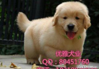 北京哪里有金毛犬出售 赛级金毛犬 北京金毛犬舍 - 桂林28生活网 www.28life.net
