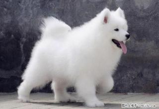 萨摩犬 萨摩图片 萨摩价格 萨摩耶犬 - 桂林28生活网 www.28life.net