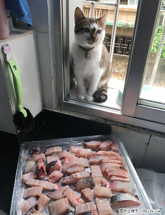 桂林北门开心猫舍猫咪托管寄养服务 只限猫咪长期有效 全年无休 - 宠物配种及服务 - 宠物信息 - 桂林分类信息 - 桂林28生活网 www.28life.net