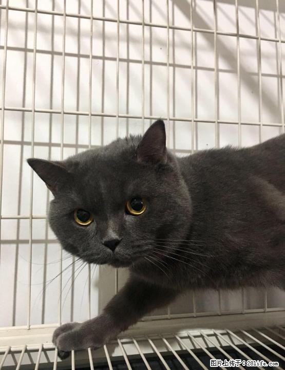 1岁半生猛纯种英短蓝公猫配种服务 包住包成功 不成功全额退款 - 宠物配种及服务 - 宠物信息 - 桂林分类信息 - 桂林28生活网 www.28life.net