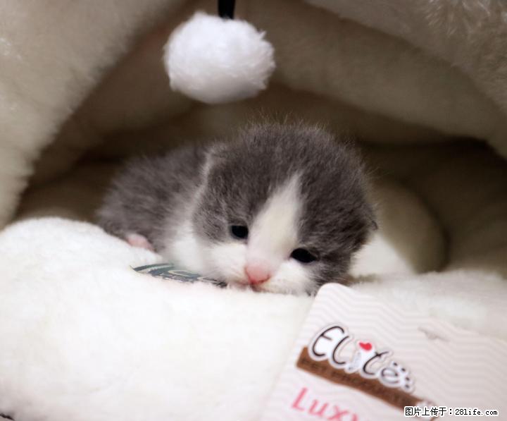 宠物猫幼猫英短毛猫蓝猫蓝白猫精品正八家养出售英国短毛猫 6月21号可以去新家 - 宠物交易 - 宠物信息 - 桂林分类信息 - 桂林28生活网 www.28life.net