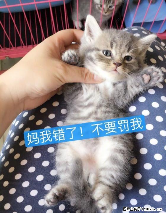 一口价全款售家养英短圆脸折耳立立耳弟弟妹妹虎斑蓝猫宠物猫6只 幼猫6月8日去新家 - 宠物交易 - 宠物信息 - 桂林分类信息 - 桂林28生活网 www.28life.net