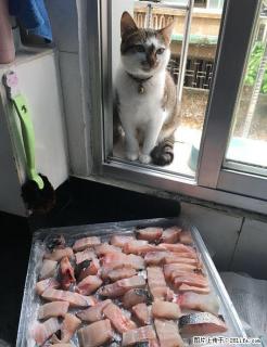 桂林北门开心猫舍猫咪托管寄养服务 只限猫咪长期有效 全年无休 - 桂林28生活网 www.28life.net