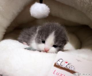 宠物猫幼猫英短毛猫蓝猫蓝白猫精品正八家养出售英国短毛猫 6月21号可以去新家 - 桂林28生活网 www.28life.net