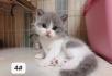 出售英国短毛猫英短活体幼猫虎斑加白蓝白弟弟公猫鱼骨纹蓝猫纯白渐层家养妹妹小猫宠物 - 桂林28生活网 www.28life.net