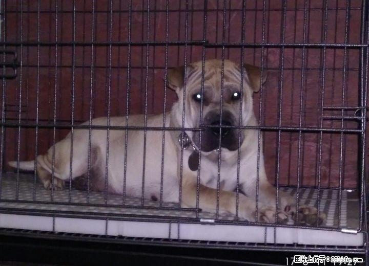 黄色沙皮成母长期寻犬启示 - 宠物配种及服务 - 宠物信息 - 桂林分类信息 - 桂林28生活网 www.28life.net