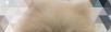 颜值小少爷属玩具狐狸犬范畴可约可转 - 宠物交易 - 宠物信息 - 桂林分类信息 - 桂林28生活网 www.28life.net