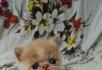 出售纯种加菲猫包子脸肉滴大眼 - 桂林28生活网 www.28life.net