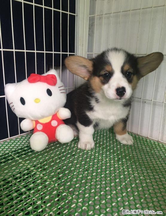 犬舍专业繁殖高品质血统柯基宝宝 - 宠物交易 - 宠物信息 - 桂林分类信息 - 桂林28生活网 www.28life.net