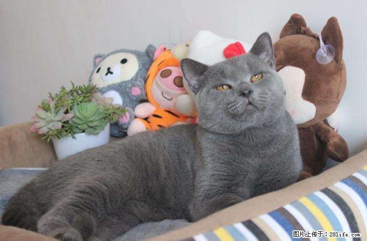 自家蓝猫种公对外借配 - 宠物交易 - 宠物信息 - 桂林分类信息 - 桂林28生活网 www.28life.net
