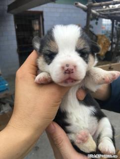 出售家养高品质高端宠物狗狗 - 桂林28生活网 www.28life.net