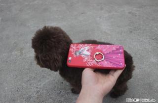 出售正宗茶杯体巧克力贵宾种公 - 桂林28生活网 www.28life.net