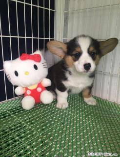 犬舍专业繁殖高品质血统柯基宝宝 - 桂林28生活网 www.28life.net