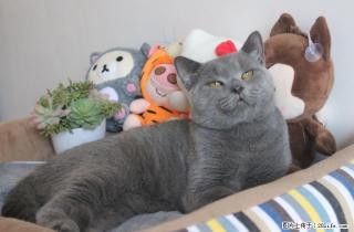 自家蓝猫种公对外借配 - 桂林28生活网 www.28life.net