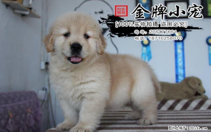 哪有卖金毛的  金毛可以吃巧克力吗 - 宠物配种及服务 - 宠物信息 - 桂林分类信息 - 桂林28生活网 www.28life.net