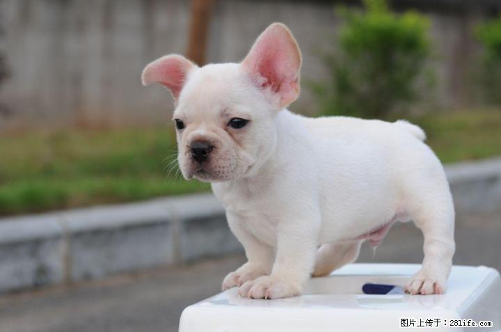 长期出售纯种法国斗牛犬~！ - 宠物交易 - 宠物信息 - 桂林分类信息 - 桂林28生活网 www.28life.net