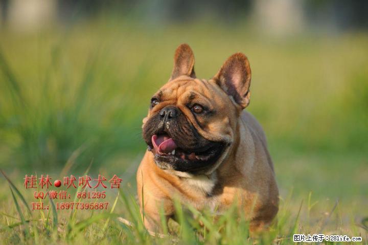 纯种法国斗牛种公借配~带血统证书~广西地区欢迎借配。 - 宠物配种及服务 - 宠物信息 - 桂林分类信息 - 桂林28生活网 www.28life.net
