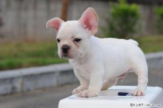 长期出售纯种法国斗牛犬~！ - 桂林28生活网 www.28life.net