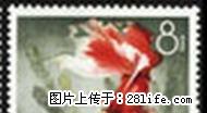 特.38“金鱼”现第12枚 信销散票. - 其它 - 古玩收藏 - 桂林分类信息 - 桂林28生活网 www.28life.net