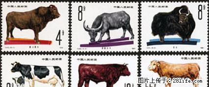 T.63 “畜牧牛--牛”套票 - 其它 - 古玩收藏 - 桂林分类信息 - 桂林28生活网 www.28life.net