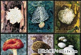 T.66“食用菌”套票（全新全品像） - 其它 - 古玩收藏 - 桂林分类信息 - 桂林28生活网 www.28life.net