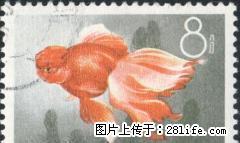 特38 “金鱼”信销票第八枚（全品像） - 桂林28生活网 www.28life.net