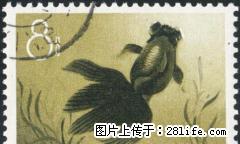 特38 “金鱼”信销票第六枚（全品像） - 桂林28生活网 www.28life.net