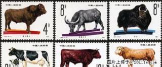 T.63 “畜牧牛--牛”套票 - 桂林28生活网 www.28life.net