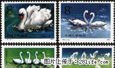 T.83 “天鹅”套票 - 桂林28生活网 www.28life.net