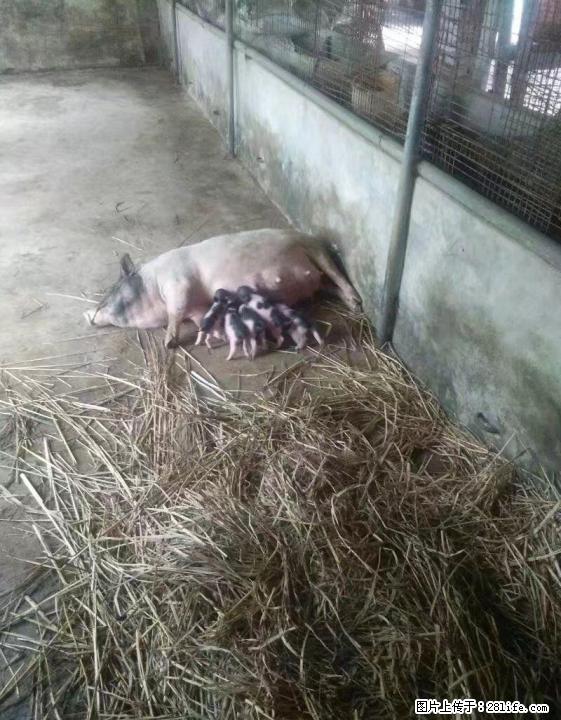 巴马香猪乳猪、种猪出售 - 牲畜 - 农林牧渔 - 桂林分类信息 - 桂林28生活网 www.28life.net