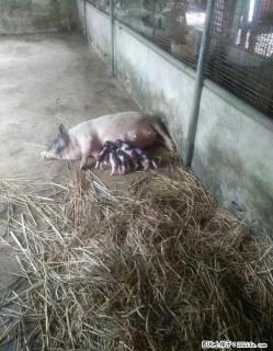 巴马香猪乳猪、种猪出售 - 桂林28生活网 www.28life.net