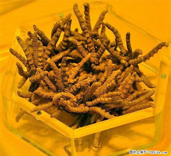 桂林地区现金高价回收礼品、白酒老酒洋酒、片仔癀颗粒,冬虫夏草等礼品~！ - 礼品刀具 - 特色礼品 - 桂林分类信息 - 桂林28生活网 www.28life.net