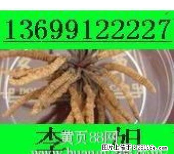 回收冬虫夏草东阿阿胶13699122227回收5X极草含片淡干海参 - 礼品刀具 - 特色礼品 - 桂林分类信息 - 桂林28生活网 www.28life.net