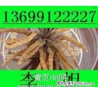 回收冬虫夏草东阿阿胶13699122227回收5X极草含片海参燕窝 - 桂林28生活网 www.28life.net